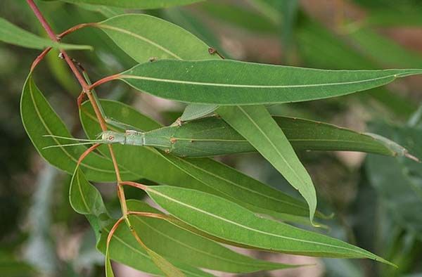 Мастера маскировки (21 фото)