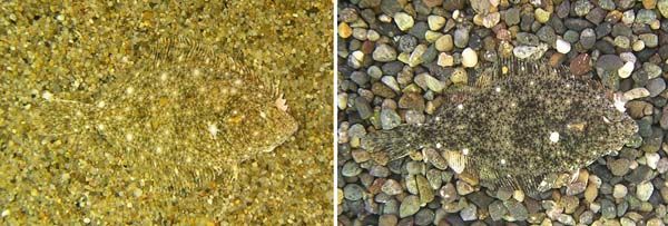 Мастера маскировки (21 фото)