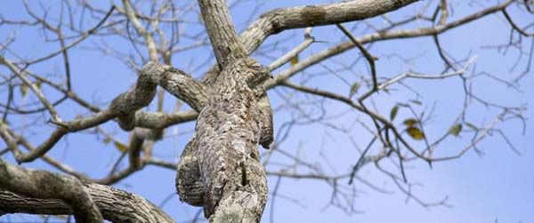 Мастера маскировки (21 фото)