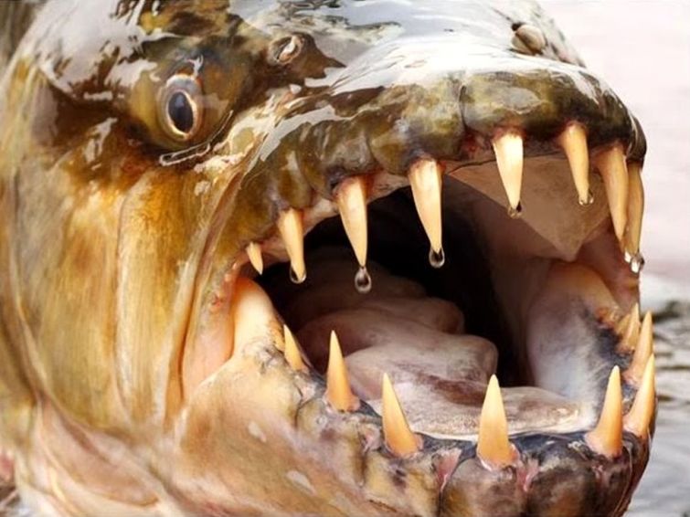 15 познавательных фактов, которые откроют вам глаза на этот мир