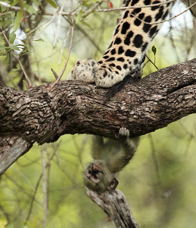 Животные в фотографиях Животные в фотографиях