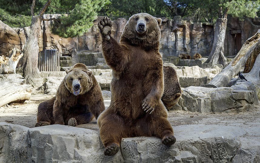 Животные в фотографиях Животные в фотографиях