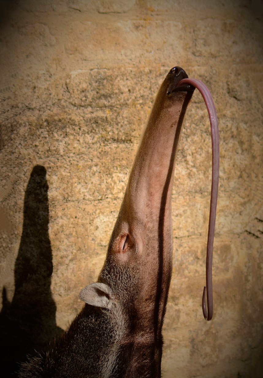 Животные в фотографиях Животные в фотографиях