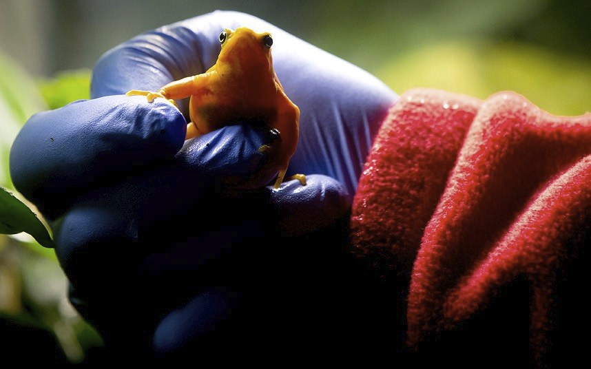 Животные в фотографиях Животные в фотографиях