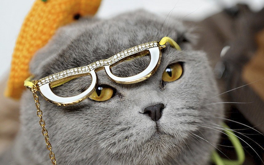 Животные в фотографиях Животные в фотографиях