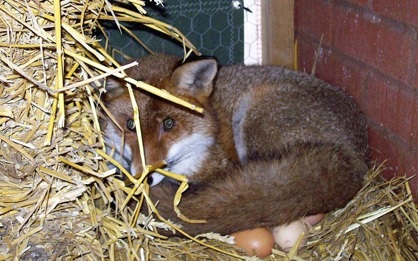 Животные в фотографиях Животные в фотографиях