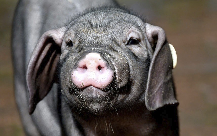 Животные в фотографиях Животные в фотографиях