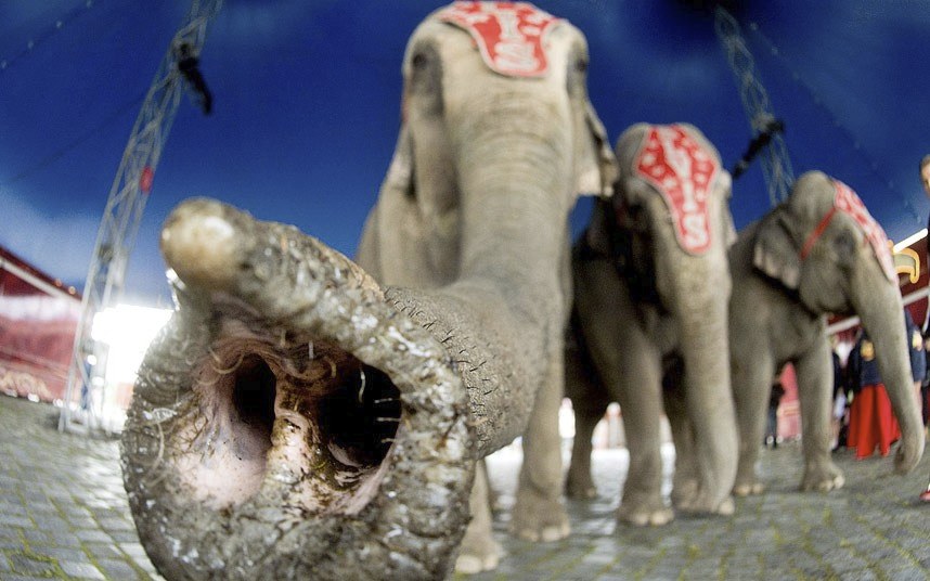 Животные в фотографиях Животные в фотографиях