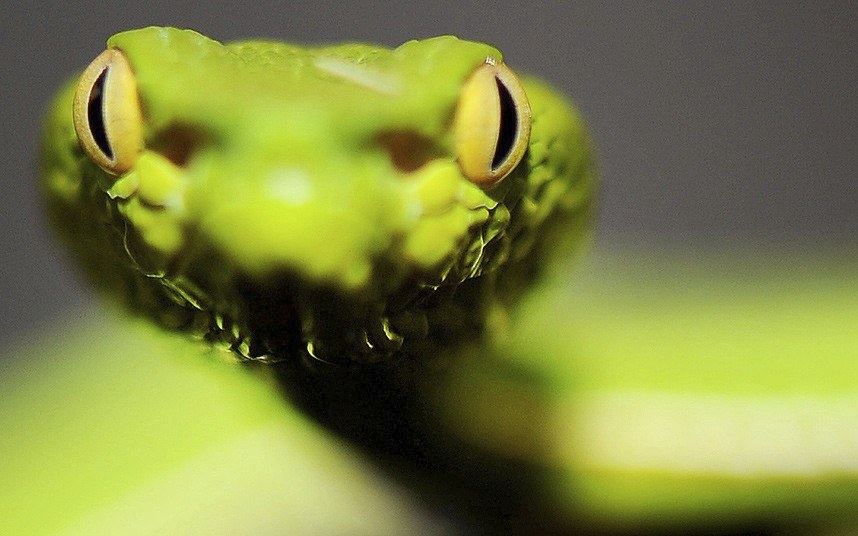 Животные в фотографиях Животные в фотографиях