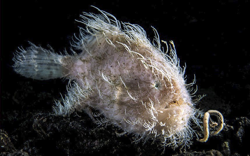 Животные в фотографиях Животные в фотографиях