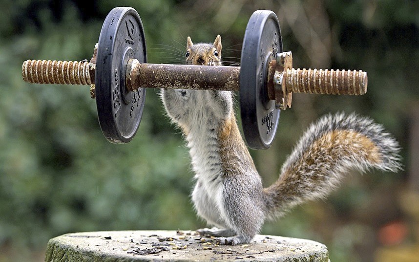 Животные в фотографиях Животные в фотографиях