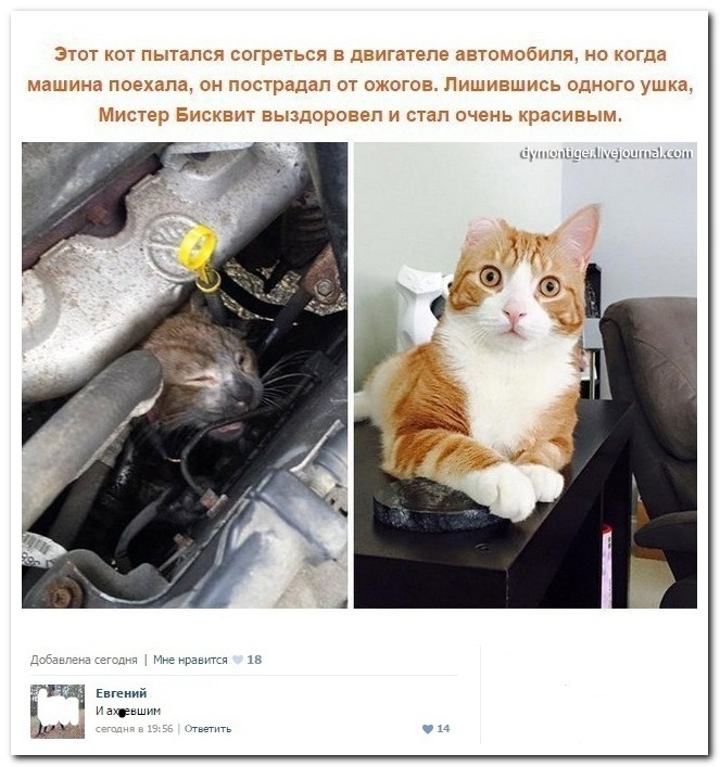 Смешные комментарии из социальных сетей