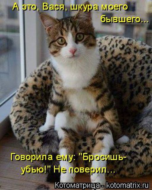 Лучшие котоматрицы недели