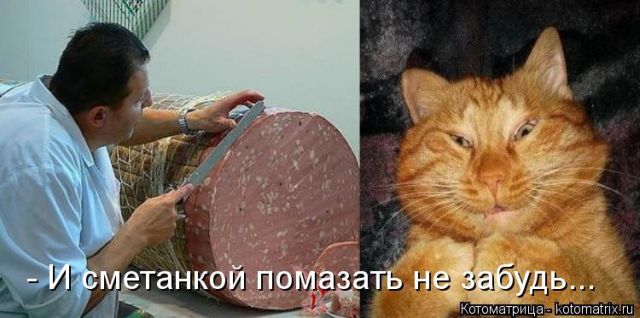 Лучшие котоматрицы недели