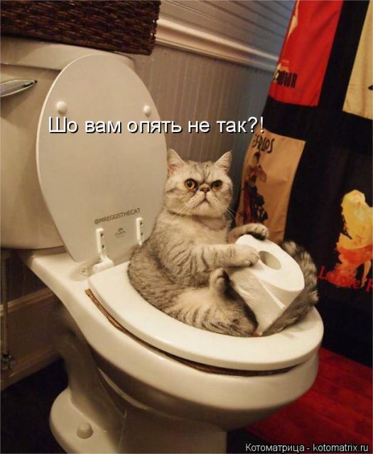 Лучшие котоматрицы недели