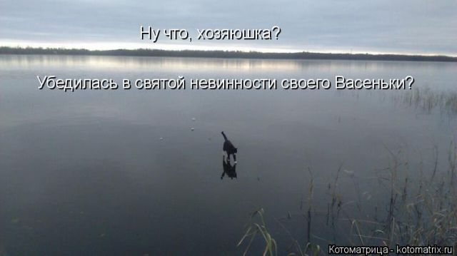 Лучшие котоматрицы недели