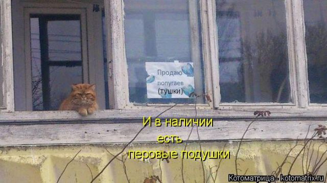 Лучшие котоматрицы недели