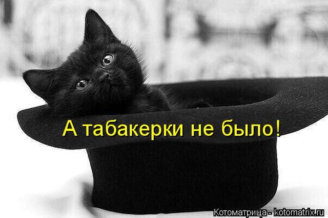 Лучшие котоматрицы недели