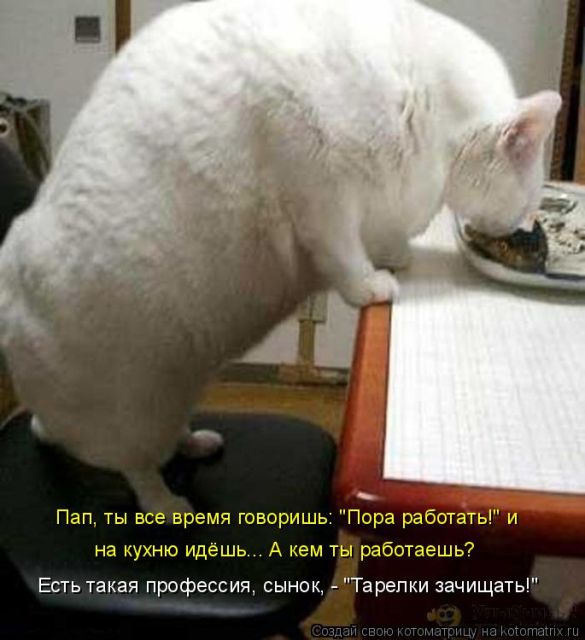 Лучшие котоматрицы недели