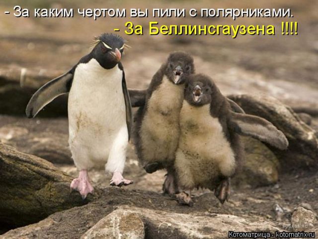 Лучшие котоматрицы недели