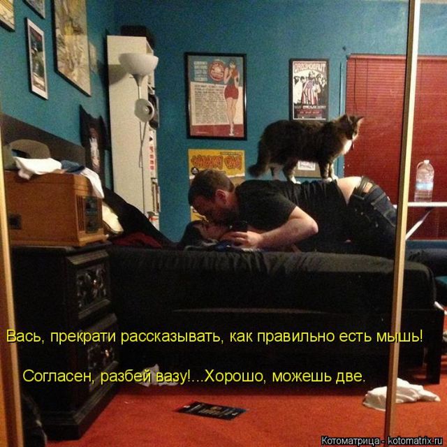 Лучшие котоматрицы недели