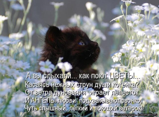 Лучшие котоматрицы недели