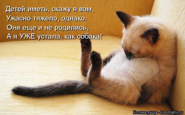 Лучшие котоматрицы недели