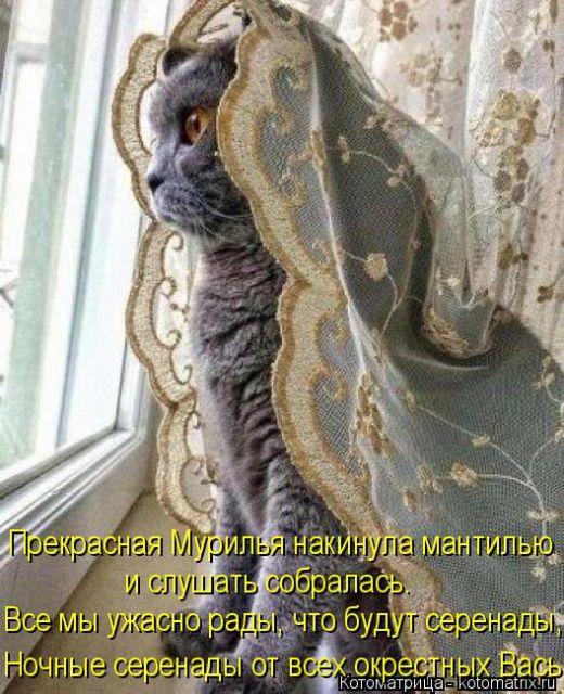 Лучшие котоматрицы недели