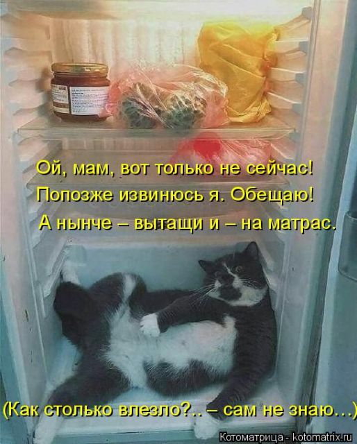 Лучшие котоматрицы недели