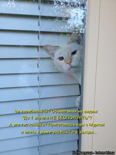 Лучшие котоматрицы недели