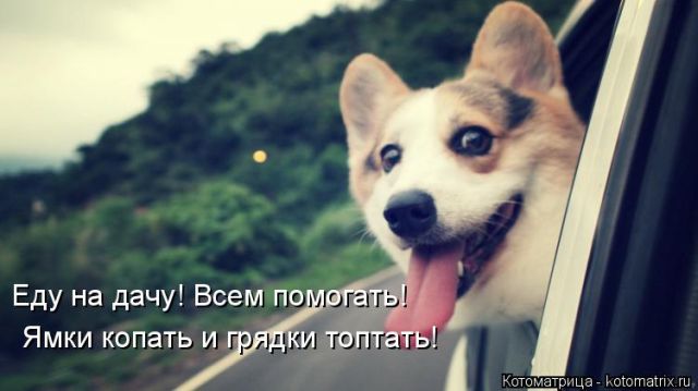 Лучшие котоматрицы недели