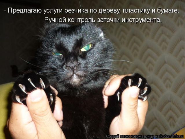 Лучшие котоматрицы недели