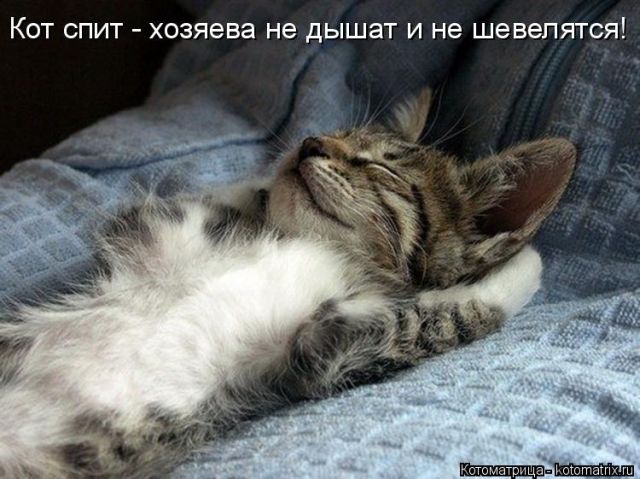 Лучшие котоматрицы недели