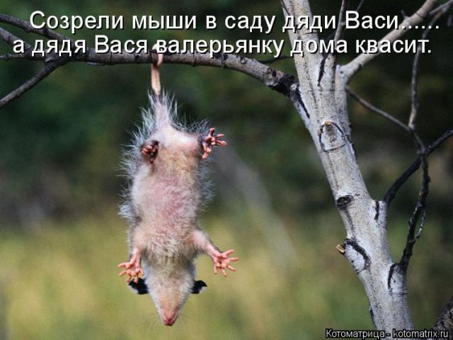 Лучшие котоматрицы недели