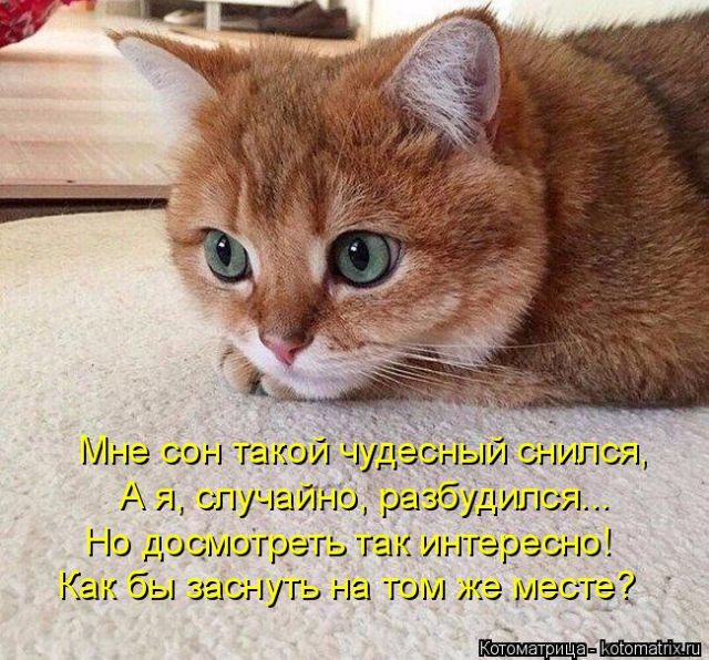 Лучшие котоматрицы недели