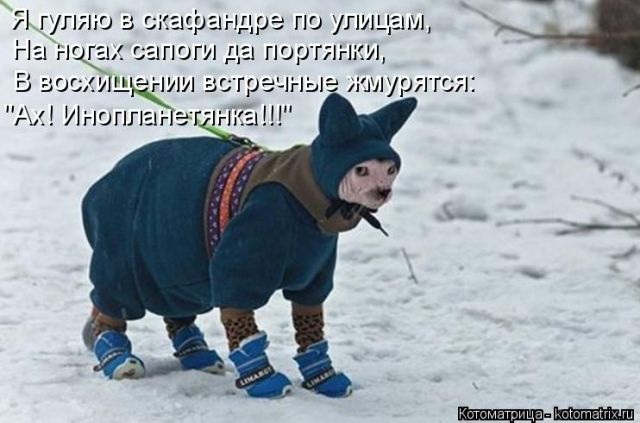 Лучшие котоматрицы недели