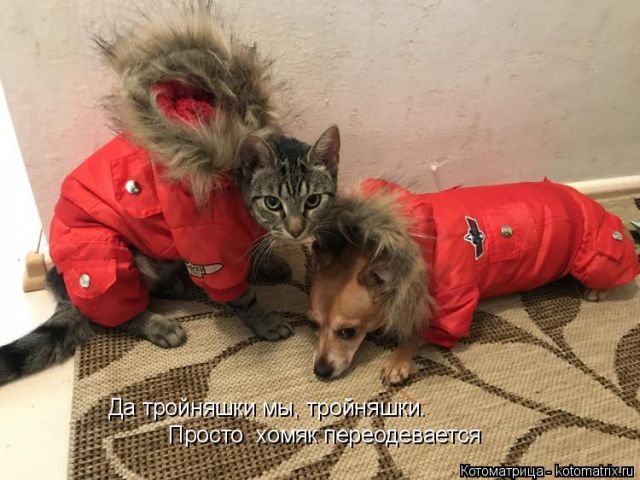 Лучшие котоматрицы недели