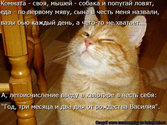 Лучшие котоматрицы недели