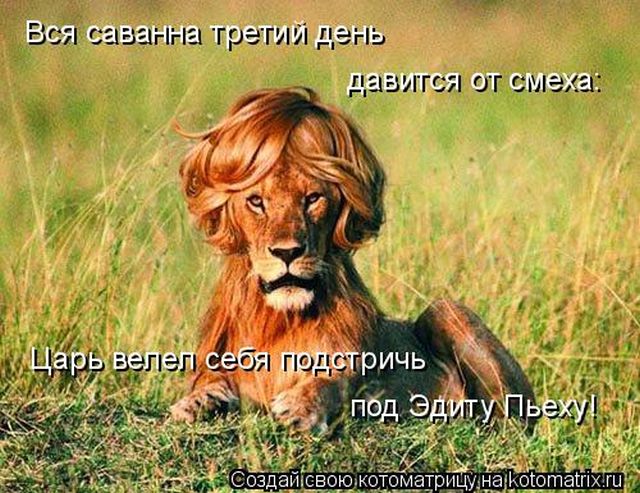 Лучшие котоматрицы недели