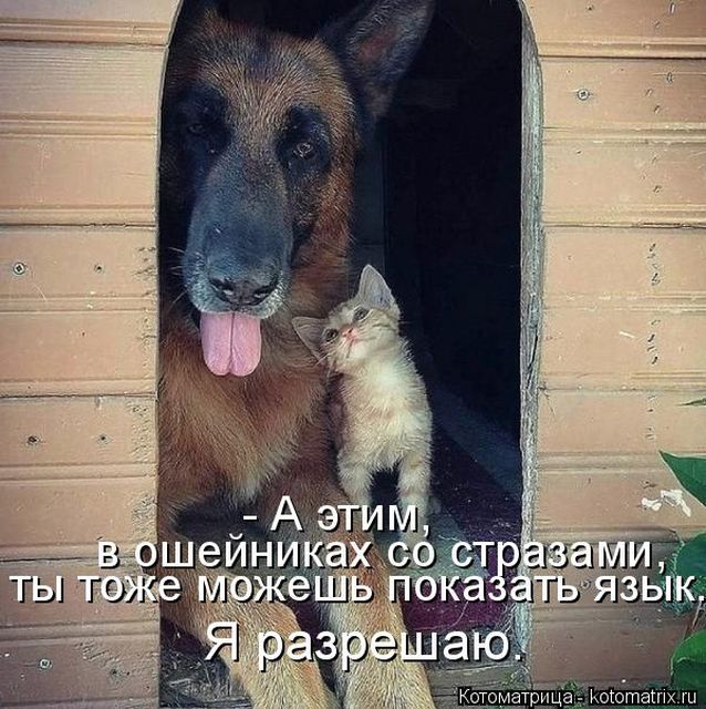 Лучшие котоматрицы недели