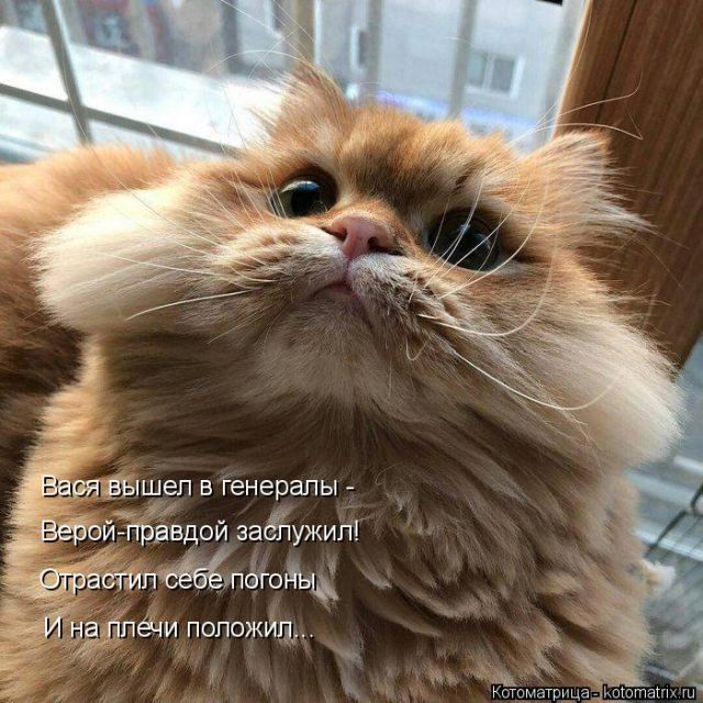 Лучшие котоматрицы недели