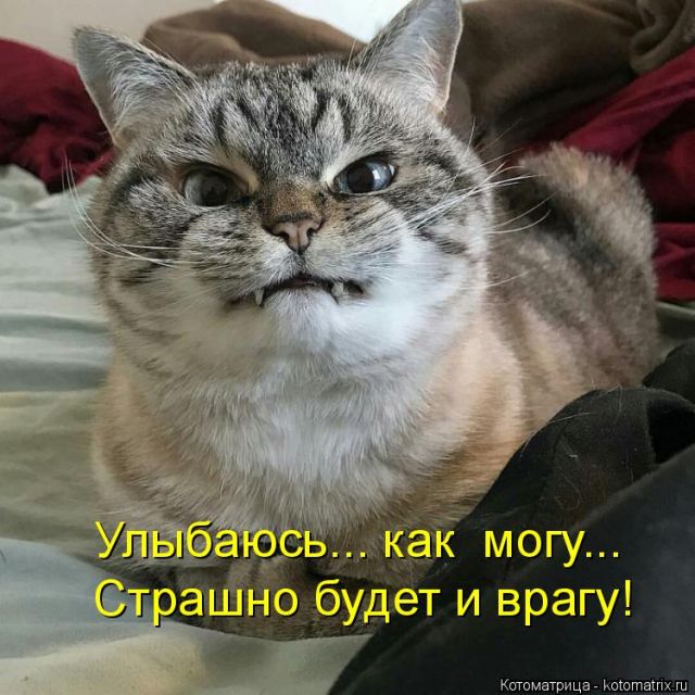 Лучшие котоматрицы недели