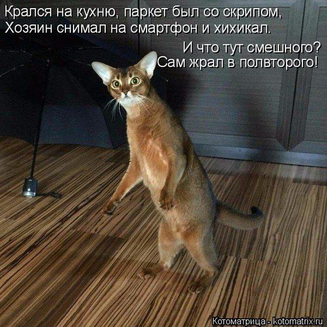Лучшие котоматрицы недели
