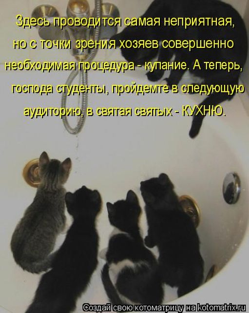Лучшие котоматрицы недели