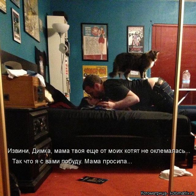 Лучшие котоматрицы недели