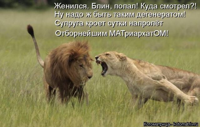 Лучшие котоматрицы недели