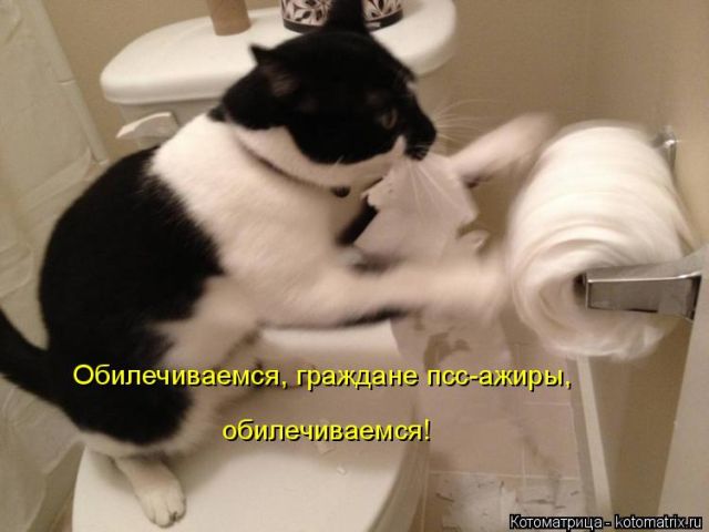 Лучшие котоматрицы недели