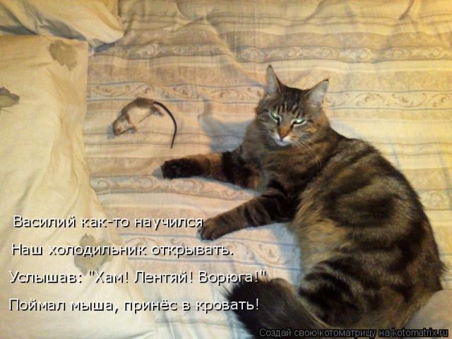 Лучшие котоматрицы недели