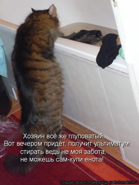 Лучшие котоматрицы недели
