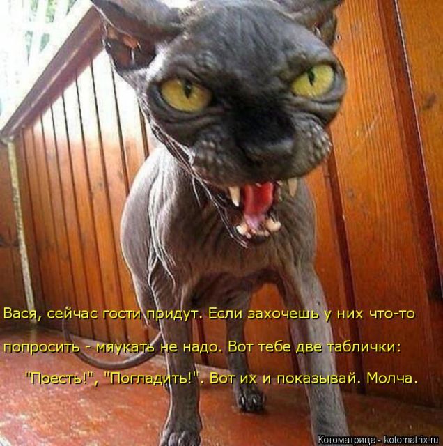 Лучшие котоматрицы недели